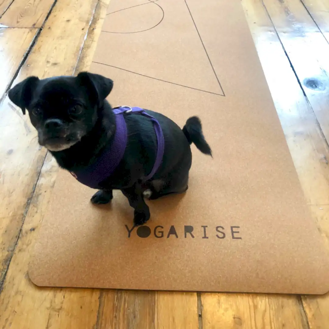 Yogarise Cork Yoga Mat! Get yours!